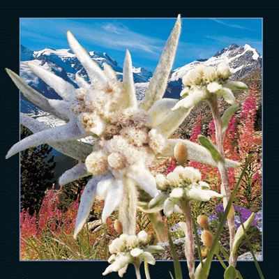 Alps 3D Card Edelweiss