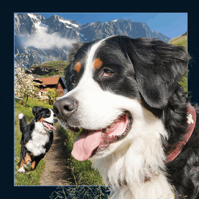 Alps 3D Card Bernese Mountain Dog